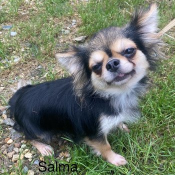 SALMA chihuahua pl Femelle Chihuahua Poil Long