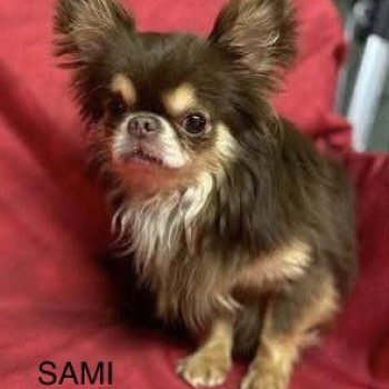 SAMI chihuahua pl Mâle Chihuahua Poil Long