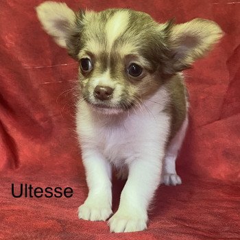 ULTESS chihuahua pl Femelle Chihuahua Poil Long