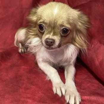 ULTESS chihuahua pl Femelle Chihuahua Poil Long