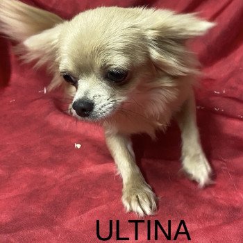 ULTINA chihuahua Femelle Chihuahua Poil Long