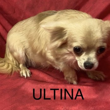 ULTINA chihuahua Femelle Chihuahua Poil Long