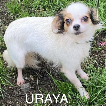 URAYA Femelle Chihuahua Poil Long