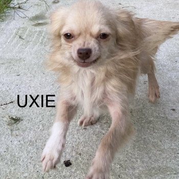 UXIE chihuahua Femelle Chihuahua Poil Long