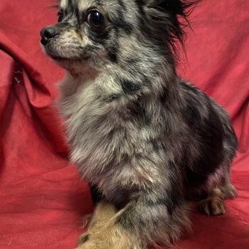 UYANE chihuahua Femelle Chihuahua Poil Long