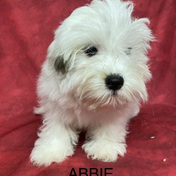 ABBIE coton Femelle Coton de tulear