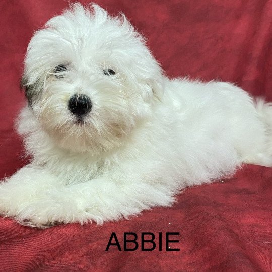 chiot Coton de tulear ABBIE coton Domaine de la Chantelaie  
