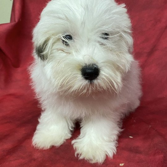 chiot Coton de tulear ABBIE coton Domaine de la Chantelaie  