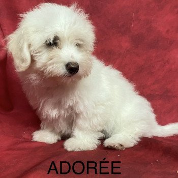 ADORÉE coton Femelle Coton de tulear