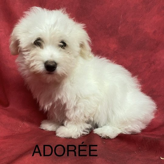 chiot Coton de tulear ADORÉE coton Domaine de la Chantelaie  