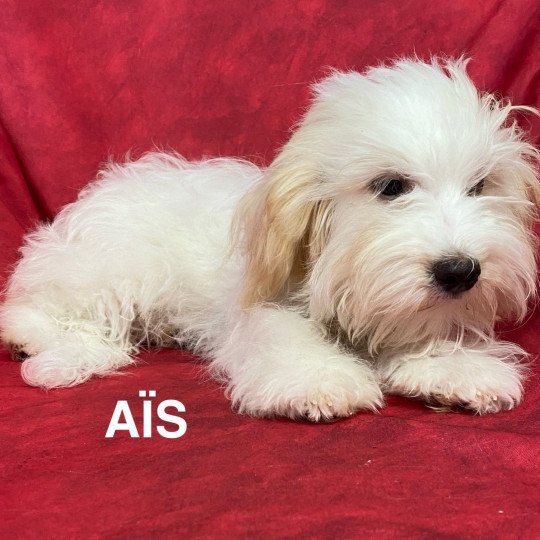 chiot Coton de tulear AÎS Coton Domaine de la Chantelaie  
