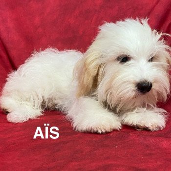 AÎS Coton Femelle Coton de tulear