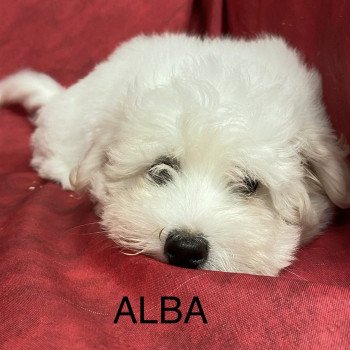 ALBA coton Femelle Coton de tulear