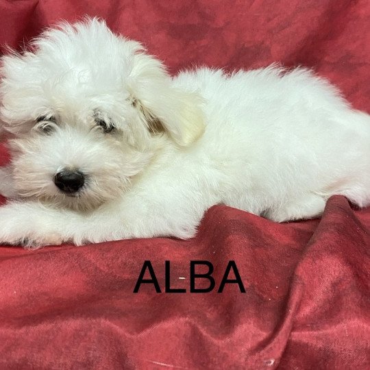 chiot Coton de tulear ALBA coton Domaine de la Chantelaie  