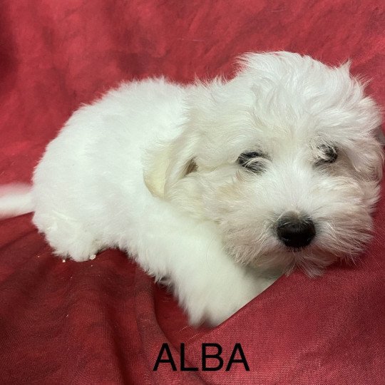 chiot Coton de tulear ALBA coton Domaine de la Chantelaie  