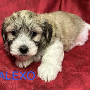 ALEXO coton Mâle Coton de tulear
