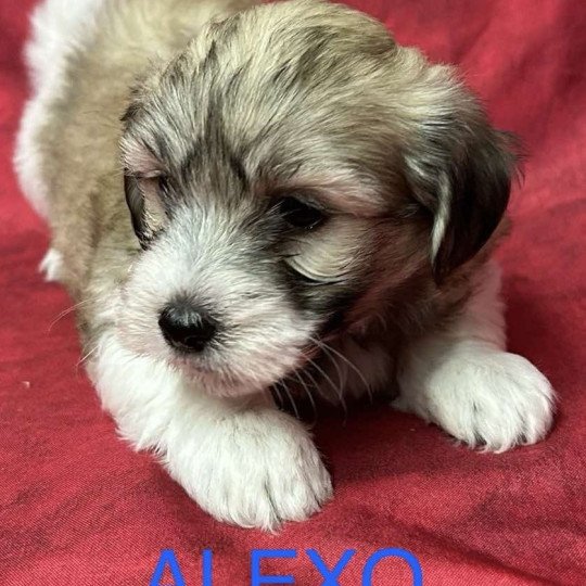 chiot Coton de tulear ALEXO coton Domaine de la Chantelaie  