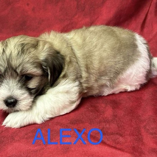 chiot Coton de tulear ALEXO coton Domaine de la Chantelaie  