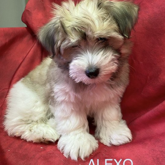 chiot Coton de tulear ALEXO coton Domaine de la Chantelaie  