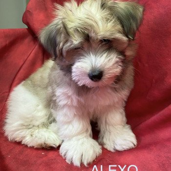 ALEXO coton Mâle Coton de tulear