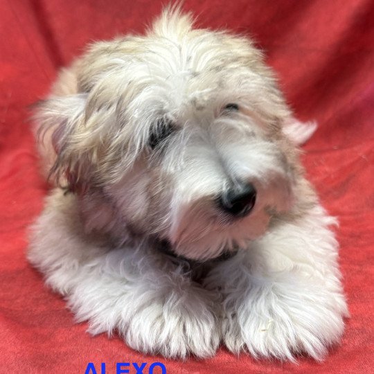 chiot Coton de tulear ALEXO coton Domaine de la Chantelaie  