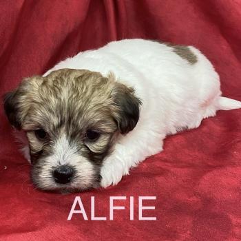 ALFIE coton LOF RÉSERVÉE Femelle Coton de tulear