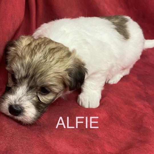 chiot Coton de tulear ALFIE coton LOF à réserver Domaine de la Chantelaie  