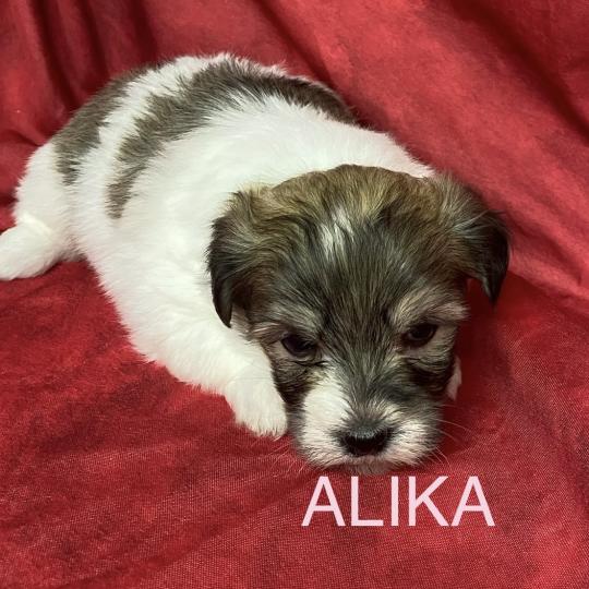 chiot Coton de tulear ALIKA coton LOF à réserver Domaine de la Chantelaie  