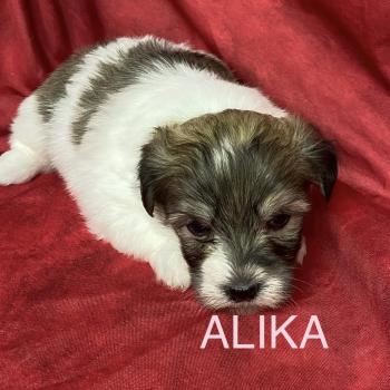 ALIKA coton LOF RÉSERVÉE Femelle Coton de tulear