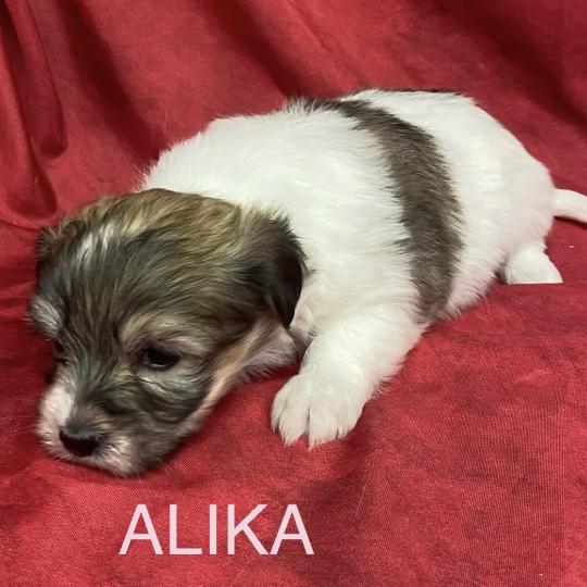 chiot Coton de tulear ALIKA coton LOF à réserver Domaine de la Chantelaie  