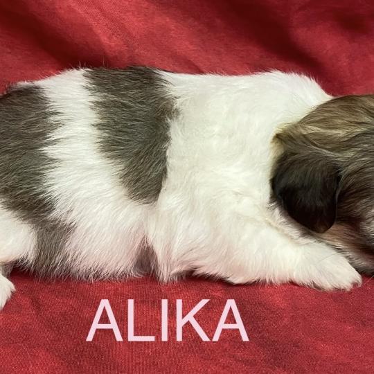 chiot Coton de tulear ALIKA coton LOF à réserver Domaine de la Chantelaie  