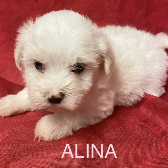 chiot Coton de tulear ALINA coton blanche Domaine de la Chantelaie  