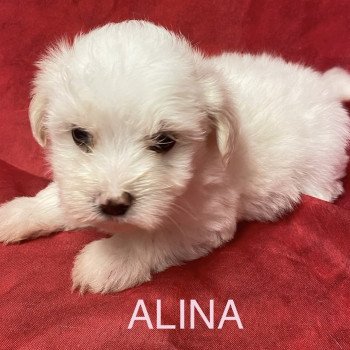 ALINA coton blanche à réserver Femelle Coton de tulear