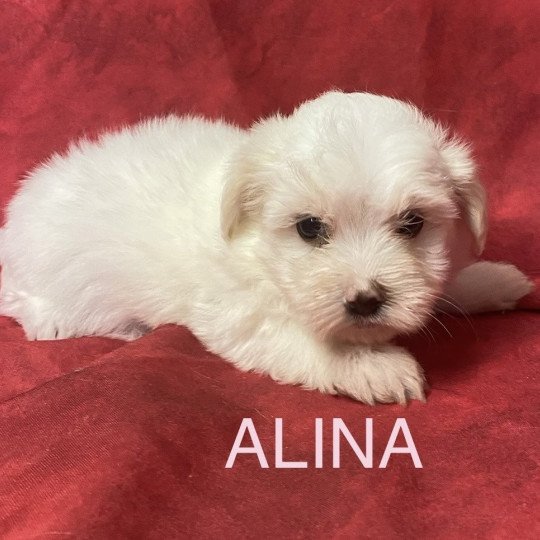 chiot Coton de tulear ALINA coton blanche Domaine de la Chantelaie  