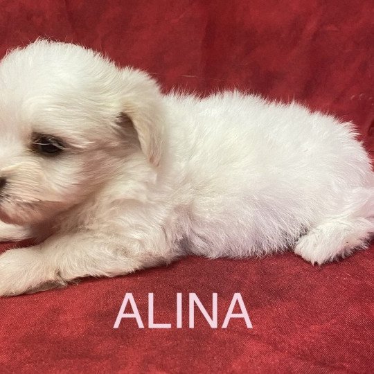 chiot Coton de tulear ALINA coton blanche Domaine de la Chantelaie  