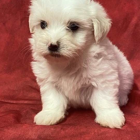 chiot Coton de tulear ALINA coton blanche Domaine de la Chantelaie  