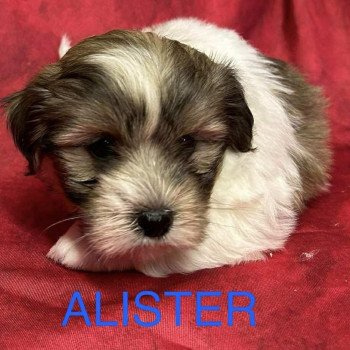 ALISTER coton Mâle Coton de tulear