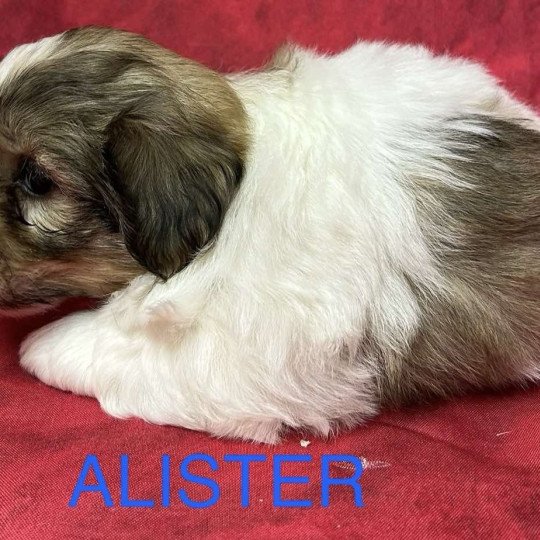 chiot Coton de tulear ALISTER coton Domaine de la Chantelaie  