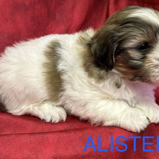 chiot Coton de tulear ALISTER coton Domaine de la Chantelaie  