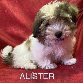 ALISTER coton Mâle Coton de tulear