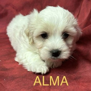 ALMA coton Femelle Coton de tulear