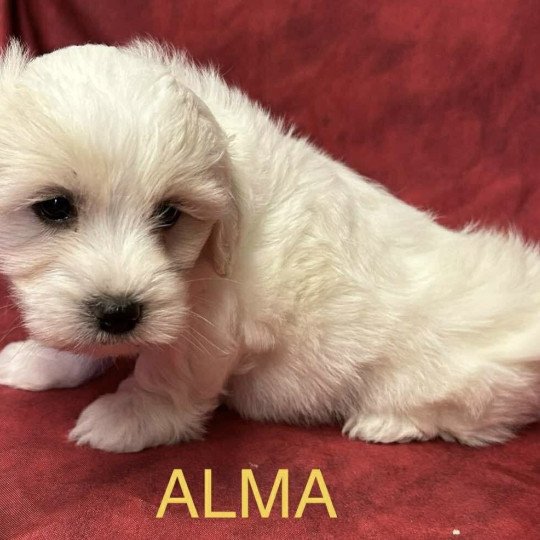 chiot Coton de tulear ALMA coton Domaine de la Chantelaie  