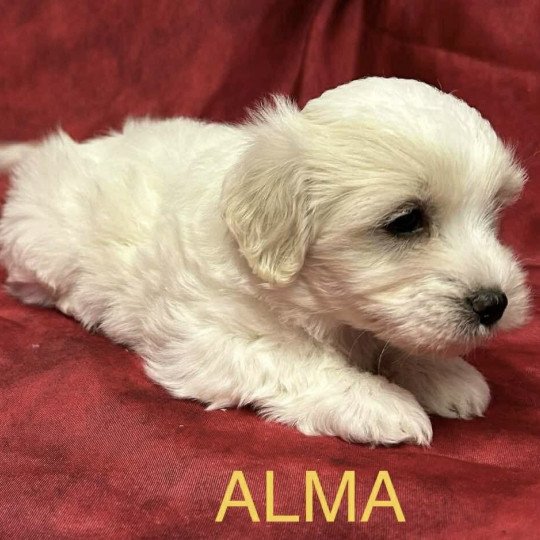 chiot Coton de tulear ALMA coton Domaine de la Chantelaie  