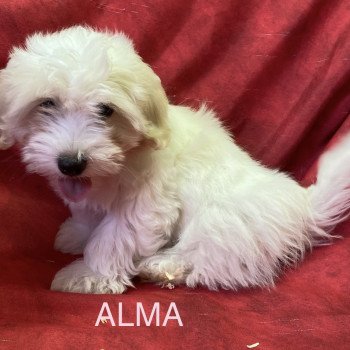 ALMA coton Femelle Coton de tulear