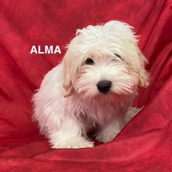 ALMA coton Femelle Coton de tulear