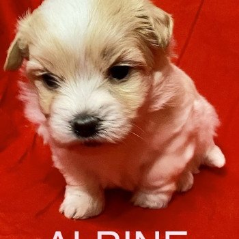 ALPINE à réserver Femelle Coton de tulear