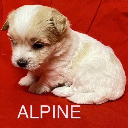 chiot Coton de tulear ALPINE à réserver Domaine de la Chantelaie  