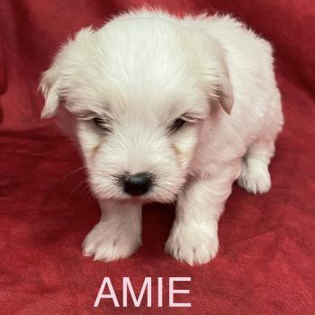 AMIE coton LOF à réserver Femelle Coton de tulear