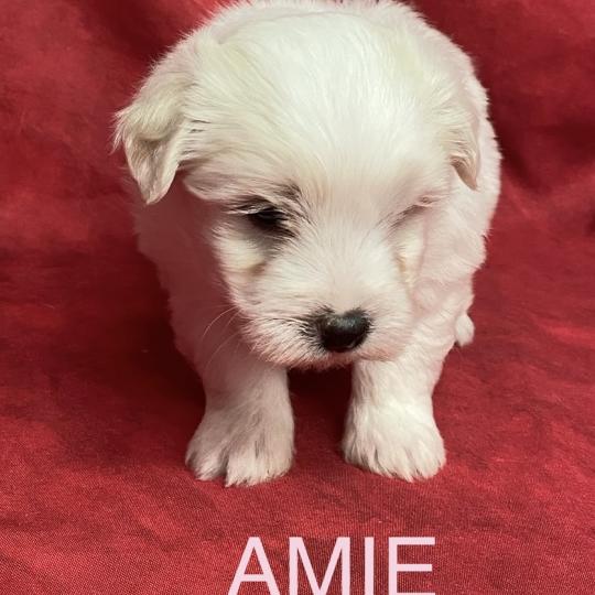chiot Coton de tulear AMIE coton LOF à réserver Domaine de la Chantelaie  