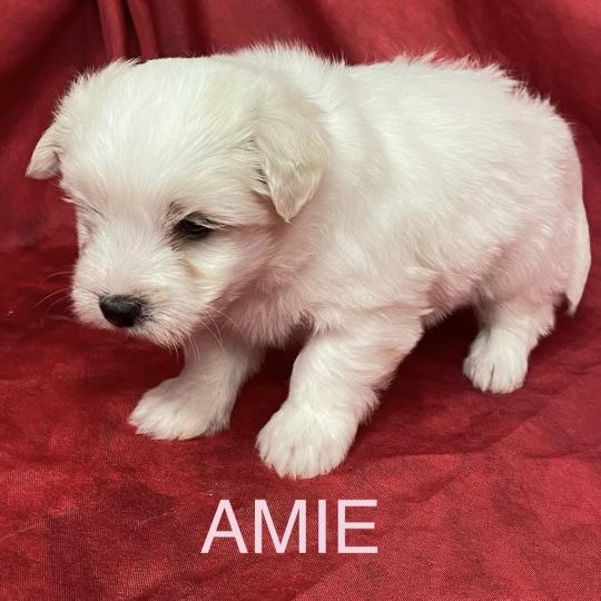 chiot Coton de tulear AMIE coton LOF à réserver Domaine de la Chantelaie  